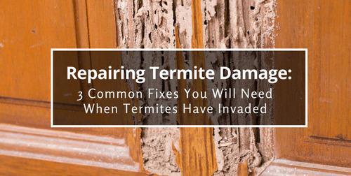 Termite Pest Control Service By Pestcon Services