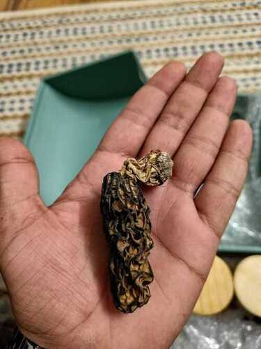 Dried Morels