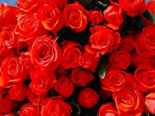 99.9 Percent Pure Eco-Friendly Insect Resistant Natural Fresh Red Rose Flower