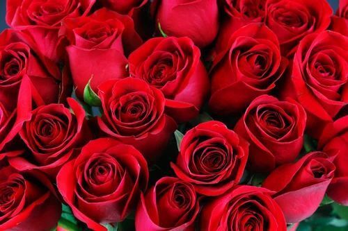  पर्यावरण के अनुकूल कीट प्रतिरोधी 99.9 प्रतिशत शुद्ध प्राकृतिक ताजा लाल गुलाब का फूल