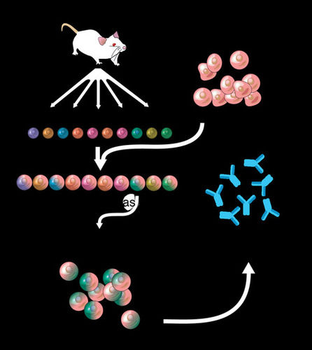 monoclonal antibodies