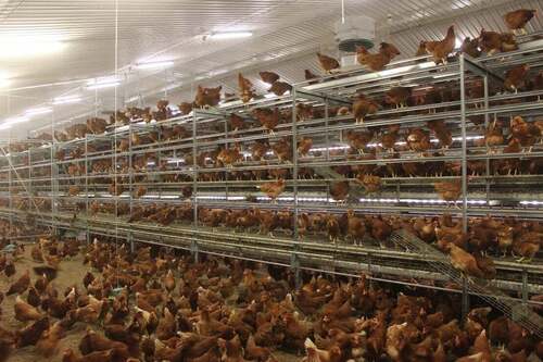 Battery Cage For Poultry Farm By Lucky Enterprises