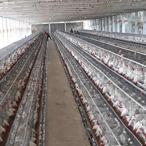 Layer Poultry Farming Setup By Lucky Enterprises