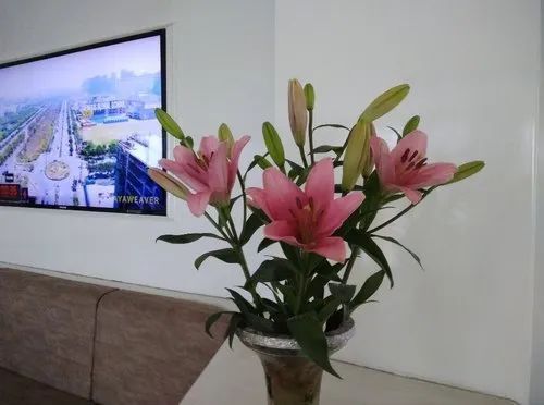 Pink Fresh Lilies Flower