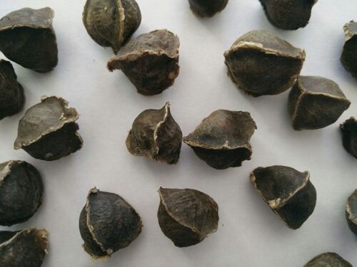Moringa Seeds Without Wings - 100% Pure Brown | Machine Dried, Common Cultivation, Ideal for Eating and Moringa Oil Production