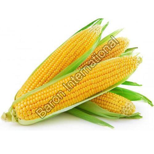 Natural Dried Organic Yellow Corn
