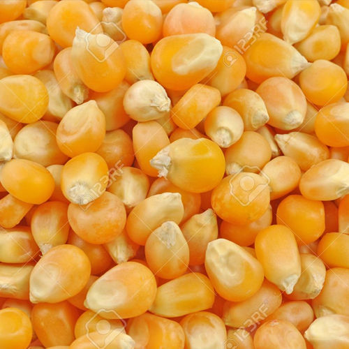 Natural Highly Nutritious Yellow Corn