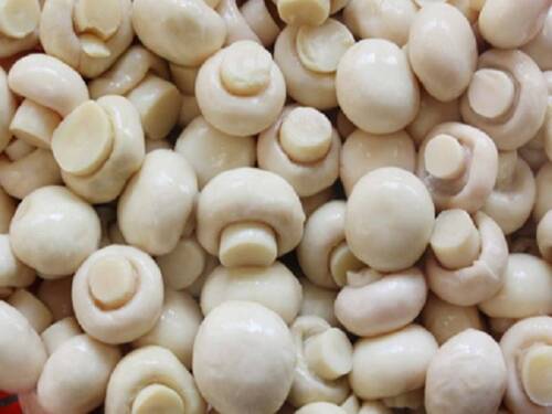 Pure Organic Natural White Button Mushroom For Cooking