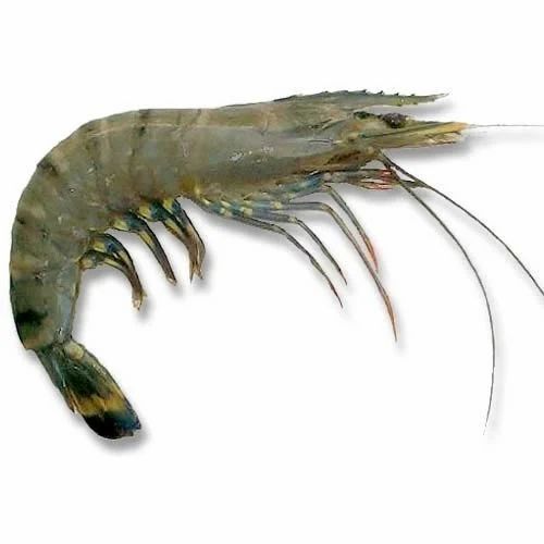 99.9 Percent Purity A Grade Nutrient Enriched Healthy Frozen Black Tiger Prawn For Eating
