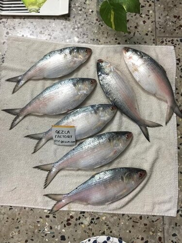 Fresh Godavari Pulasa Fish Hyderabad