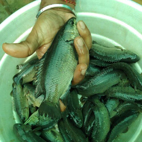 White Vietnam Koi Fish