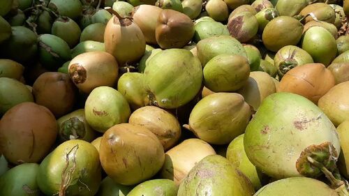  पोषक तत्व और खनिज से भरपूर कोमल नारियल