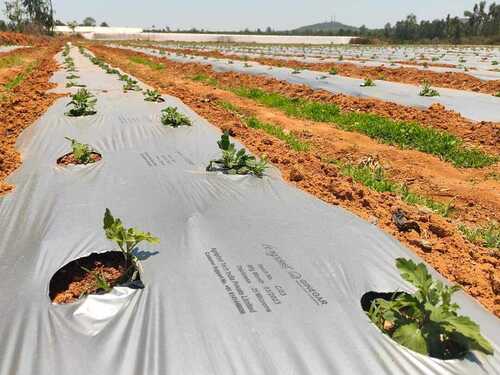 30 Micron Agriculture Plastic Mulching Sheet