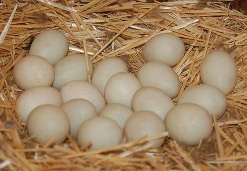 Duck Eggs