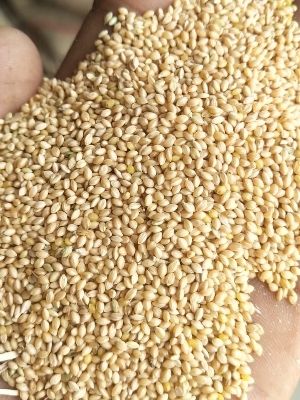 Natural Fresh Foxtail Millet