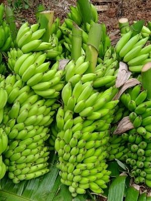 Rich In Taste Green Raw Banana