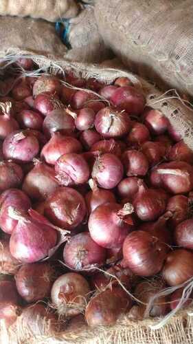 A Grade Indian Origin Commonly Cultivated 99.9 Percent Purity Fresh Red Onion