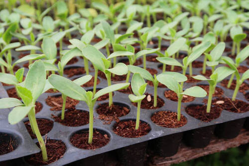 Crack Resistant Solid Plastic Body Rectangular Seedling Trays For Gardening
