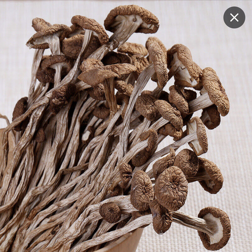 Dried & Fresh Medical Mushrooms 