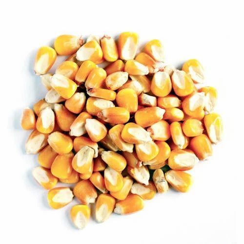 Organic Hybrid Maize Seeds