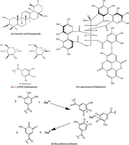 Corosolic Acid