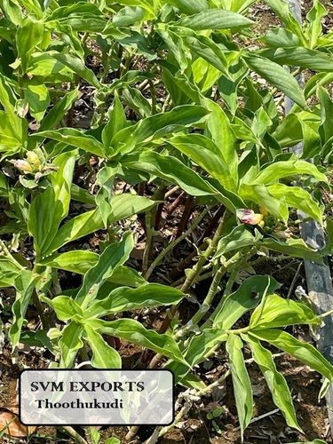 Herbal Insulin Plant Dried Leaves