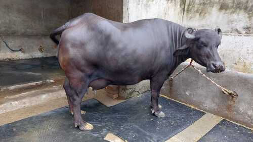 Black Milking Murrah Buffalo