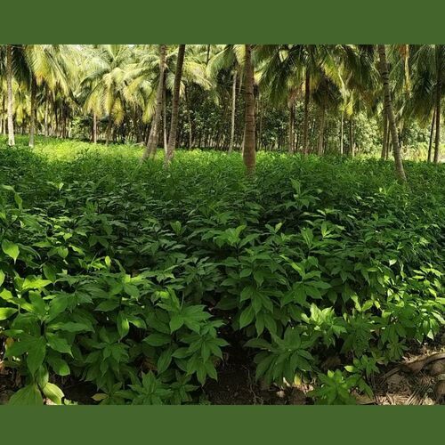 Fresh Insulin Leaves For Diabetic And Sugar Control 
