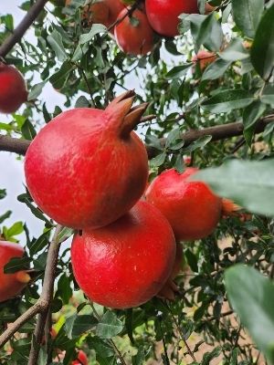 Fresh Pomegranate