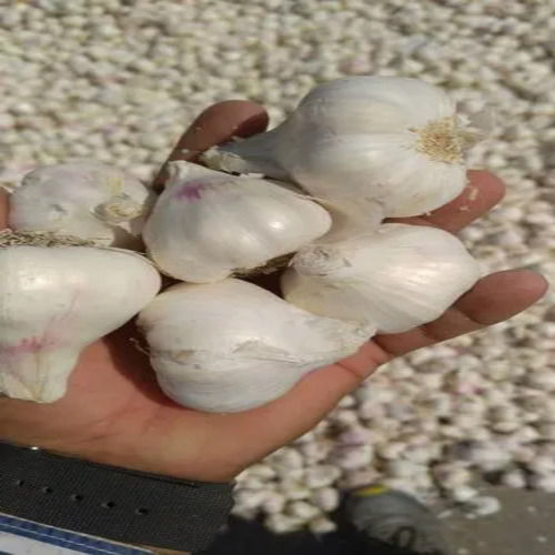 Natural White Garlic