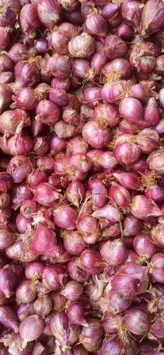 Shallot Small Onion