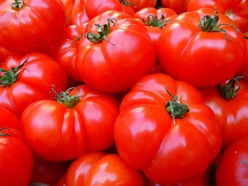 fresh tomatoes