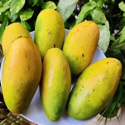 Fresh Mango