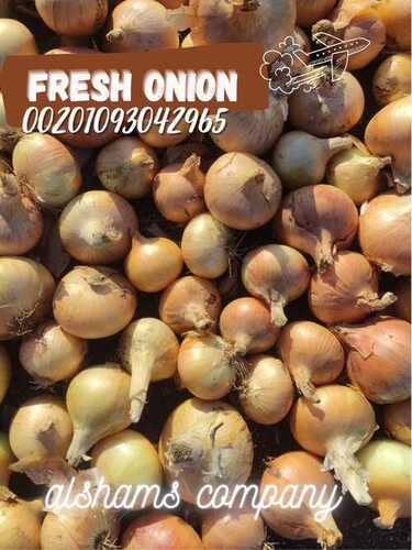 Fresh_onion (best Quality)