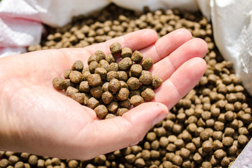 Fish Feed - Light Brown Color, No Harmful Preservatives Added, Easy to Digest, Long Shelf Life, Multiple Health Benefits, Delivered On Time