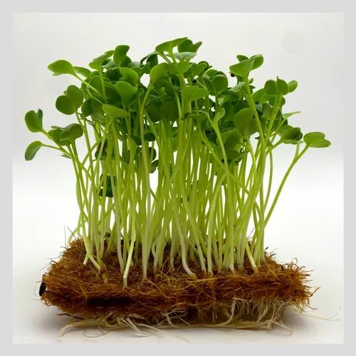 microgreen sprouts