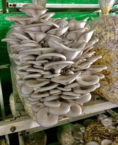 oyster mushroom