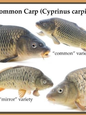 live fishes