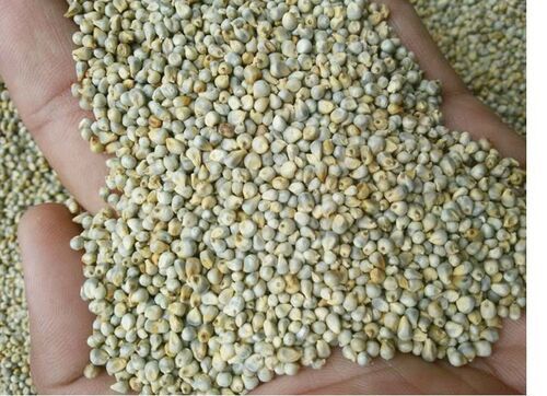 Bajra Seeds