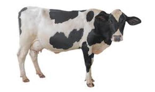 Hf Cow - 2.5 Years Old, 850kg Weight | Female, White and Black Color, Dairy Usage, Commercial Breed