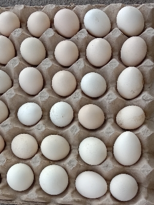 poultry eggs