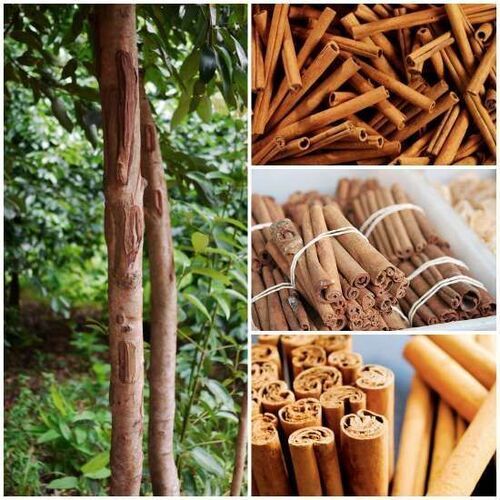 Cinnamon Sticks