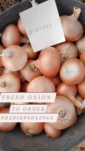 fresh_onion(best quality)