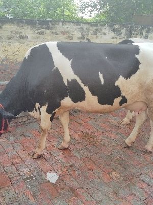 Black & White Hf Cows