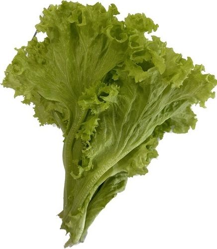 100% Organic Farm Fresh Natural Green Iceberg Lettuce