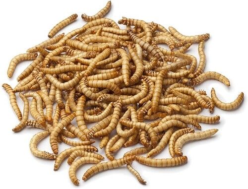 Dried Mealworms Fish Food