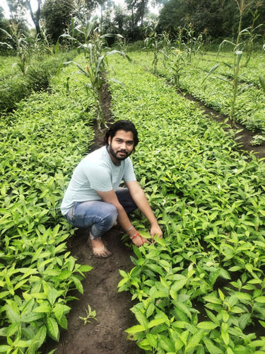 Green Sarpagandha Plant