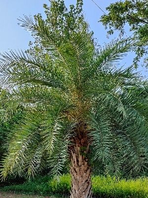 Date Palms Trees