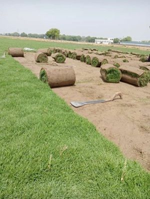 Green Natural Mexican Lawn Grass