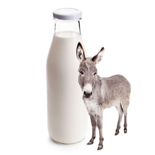 White Nutritious Donkey Milk